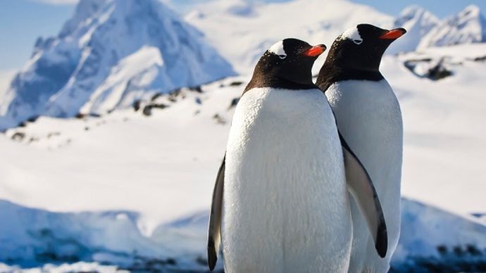 Svinam Vispasaules Pingvīnu dienu!